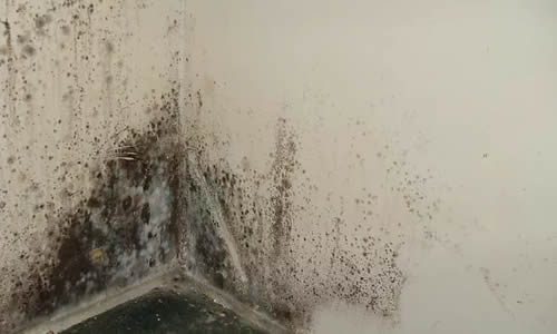 damp_walls_from_blocked_drains